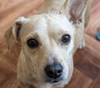 chien blanc sur un parquet, regardant vers le haut
