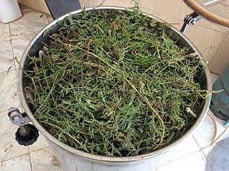 Plantes aromatiques fraîches tassées dans la cuve d'un alambic artisanal avant distillation