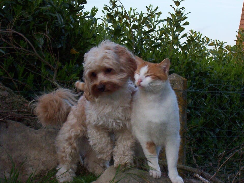 chien et chat cote à cote dans un jardin