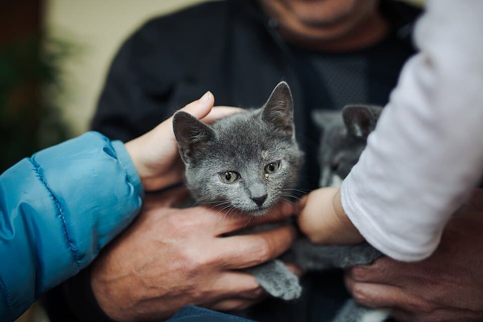 chat gris dans les bras d'un enfant et d'une personne âgée, tous deux caressant l'animal