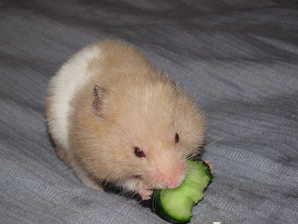 hamster mangeant un concombre