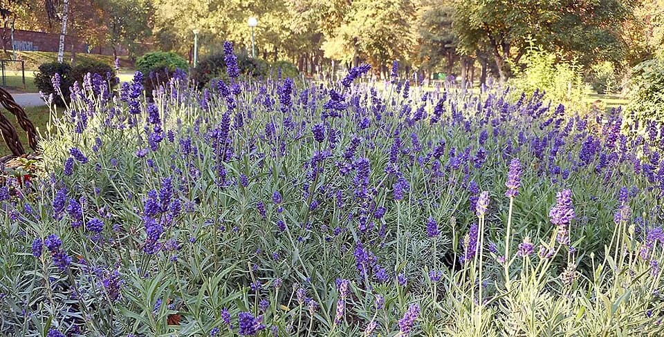 Lavande en fleur - même espèce botanique, chémotypes différents selon le terroir