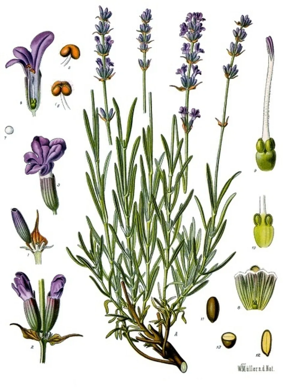 Planche botanique de Lavandula angustifolia - Köhler's Medizinal-Pflanzen, fin XIXe siècle