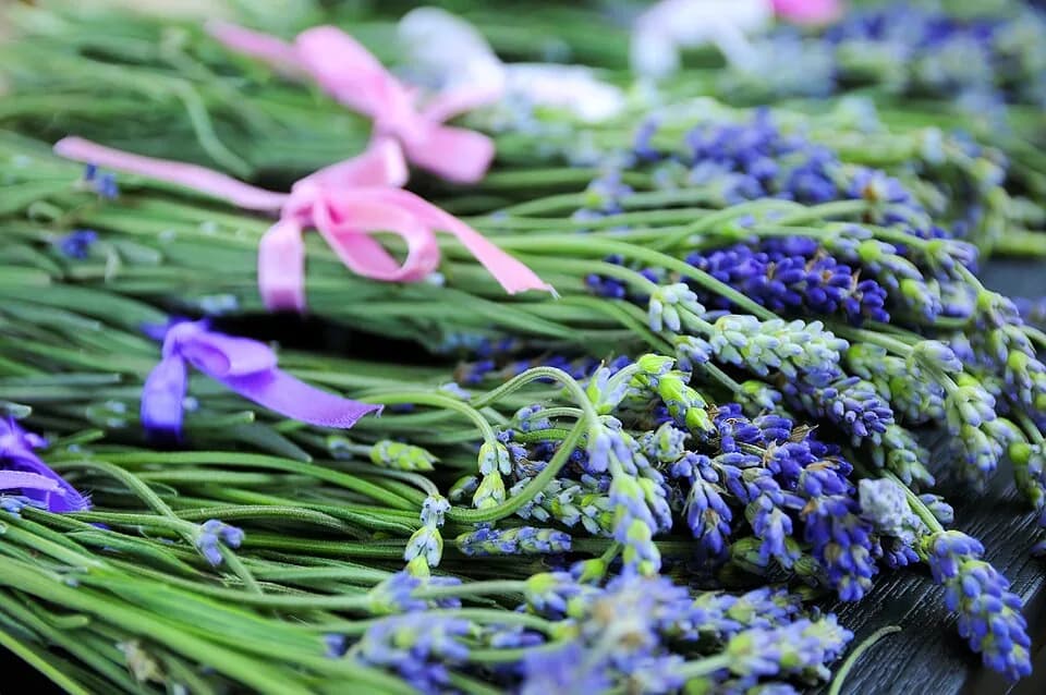 Fleurs de lavande fraîches prêtes pour la distillation