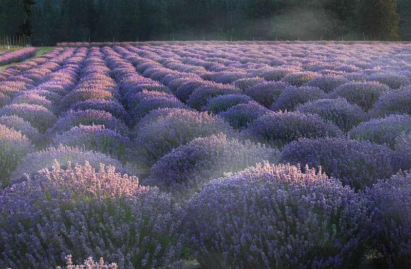 Champ de lavande en fleur - plante emblématique de l'aromathérapie moderne