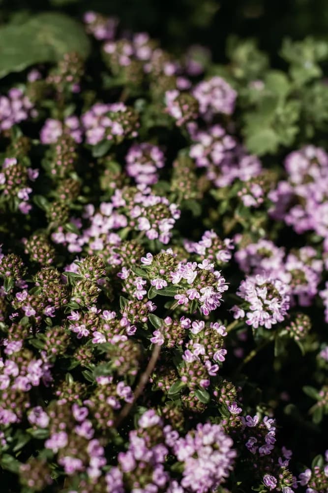 Thym commun - feuillage aromatique dense, source de l'huile essentielle de thym