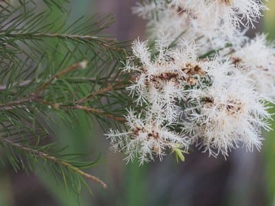 Melaleuca alternifolia