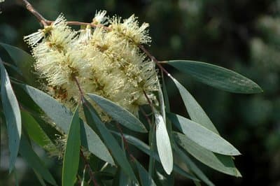 Melaleuca cajuputi