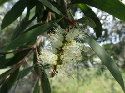 Melaleuca quinquenervia