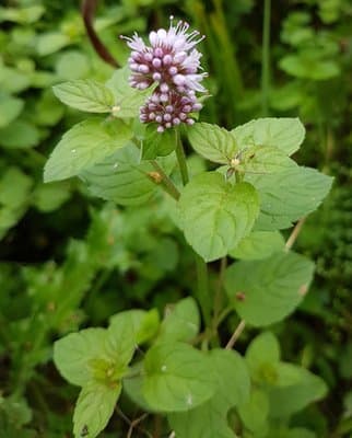 Mentha citrata