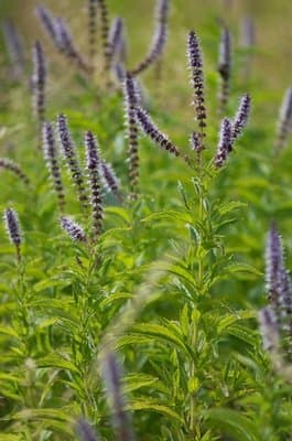 Mentha × piperita