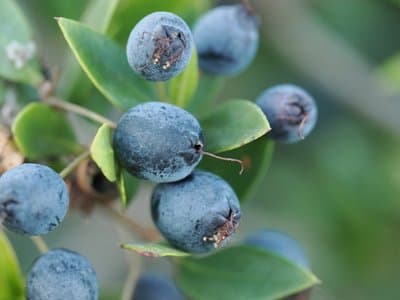 Myrtus communis