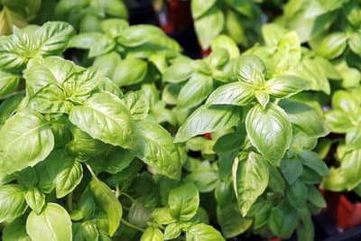 Ocimum basilicum