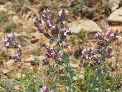 Origanum compactum