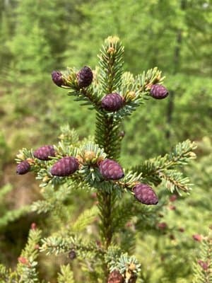 Picea mariana