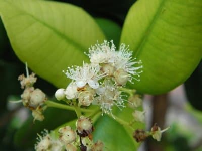 Pimenta racemosa