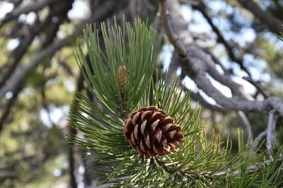 Pinus nigra var laricio