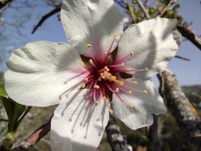 Prunus amygdalus var amara