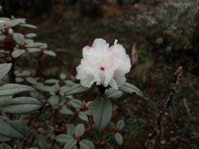 Rhododendron anthopogon