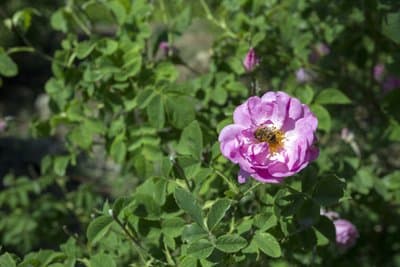 Rosa damascena
