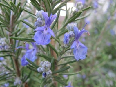 Rosmarinus officinalis