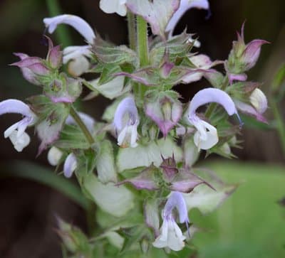 Salvia sclarea