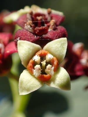 Santalum album