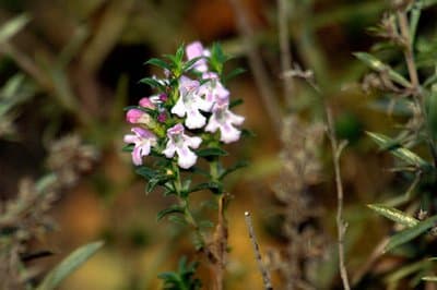 Satureja montana