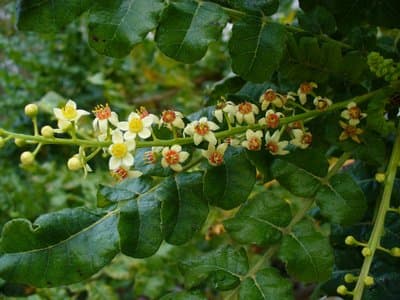 Boswellia carterii