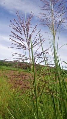 Vetiveria zizanioides