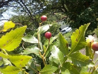 Bursera delpechiana