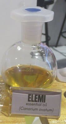 Canarium luzonicum