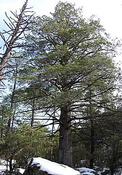 Cupressus arizonica