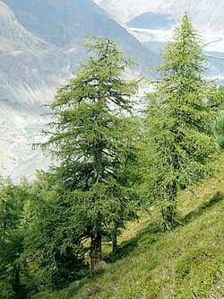 Larix decidua