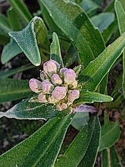 Nardostachys jatamansi
