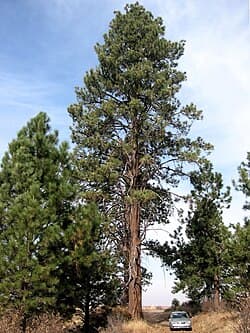 Pinus ponderosa