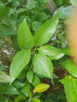 Cinnamomum cassia