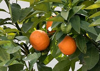 Citrus aurantium ssp. aurantium
