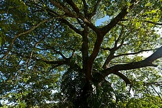 Copaifera officinalis