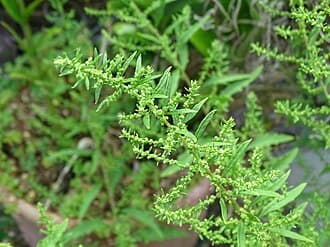 Chenopodium ambrosioides