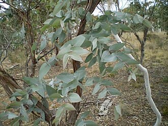 Eucalyptus dives piperitoniferum