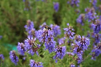 Hyssopus officinalis var. decumbens