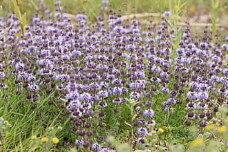 Mentha pulegium