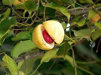 Myristica fragrans
