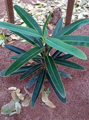 Cinnamosma fragrans