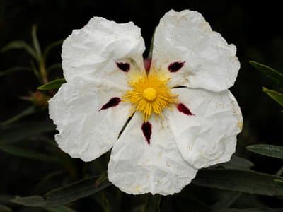 Cistus ladanifer
