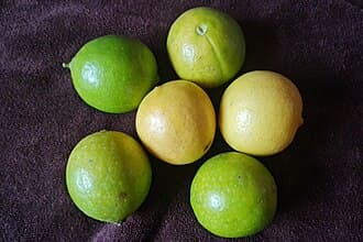 Citrus aurantifolia