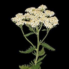 Achillea millefolium
