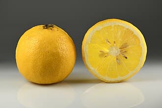 Citrus bergamia
