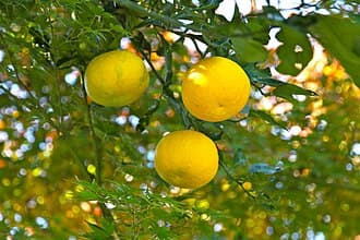 Citrus junos